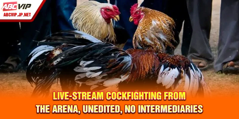 Live-Stream Cockfighting from the Arena, Unedited, No Intermediaries